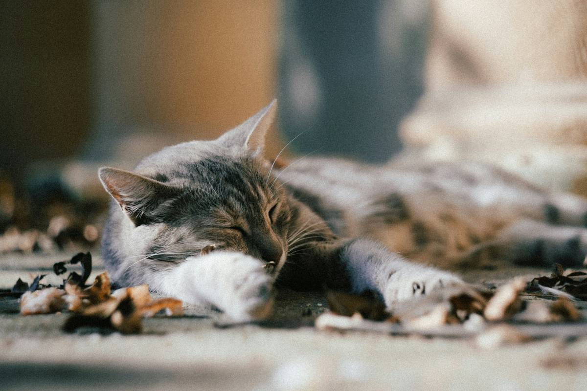 A comparison image highlighting the difference between shallow chest breathing and deeper diaphragmatic breathing.